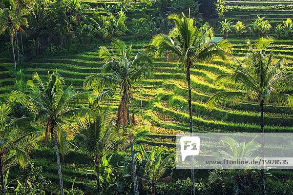 Jatiluwih Rice Terrace (UNESCO World Heritage Site) Bali Indonesia.