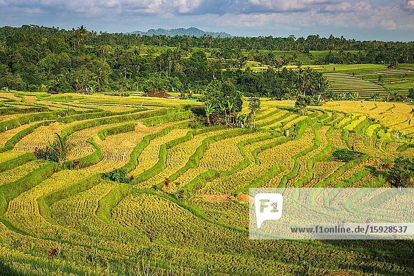 Jatiluwih Rice Terrace (UNESCO World Heritage Site) Bali Indonesia.