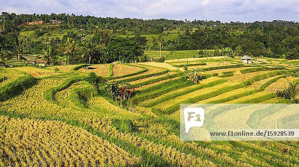 Jatiluwih Rice Terrace (UNESCO World Heritage Site) Bali Indonesia.