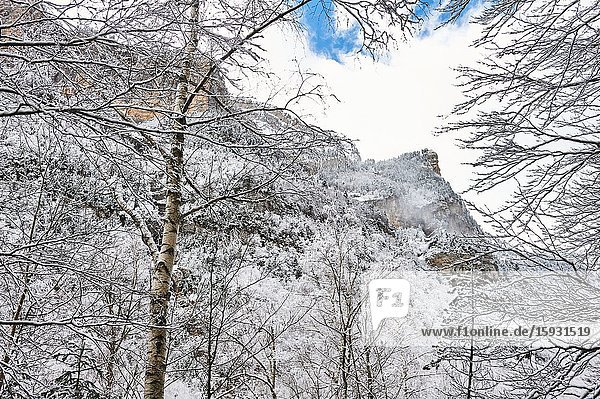 Pyrenees: Snowy alpine forest in the National park of Ordesa and Monte Perdido (Huesca province  Aragon region  Spain)