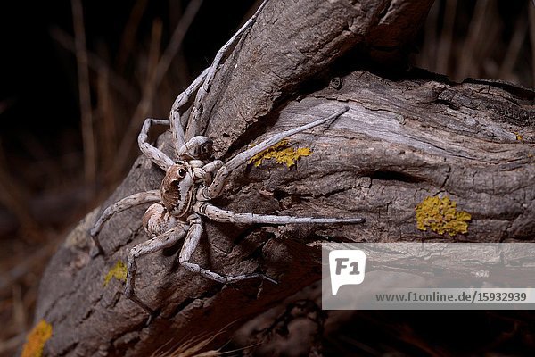 Wolf Spider Lycosidae adult at night. Sardinia.