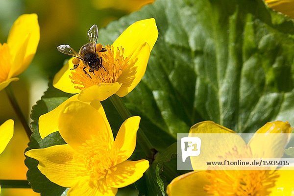 Bees gathering nectar from wild spring flowers Scotland UK.