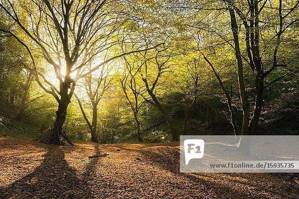 Autumn colour in Hope Wood in the Ebbor Gorge National Nature Reserve  Mendip Hills  Somerset  England.