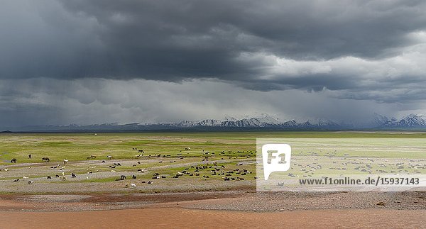 Sheeps in the Alaj valley in front of the Trans - Allay mountain range in the Pamir mountains. Asia Central Asia Kyrgyzstan.