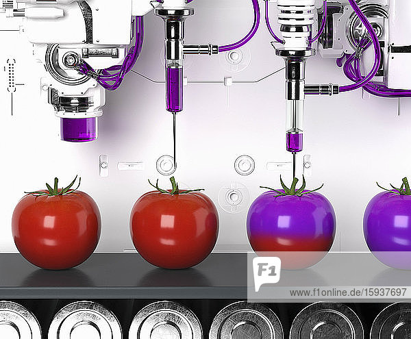 Automatisiertes Förderband zur Herstellung von gentechnisch veränderten Tomaten