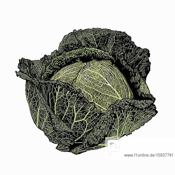 Illustration von Wirsingkohl