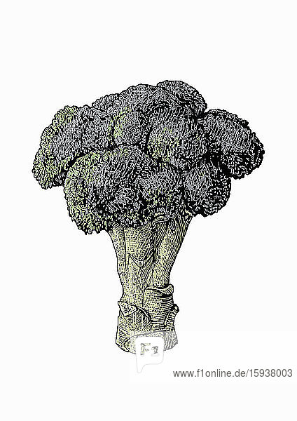 Illustration eines Brokkolikopfes