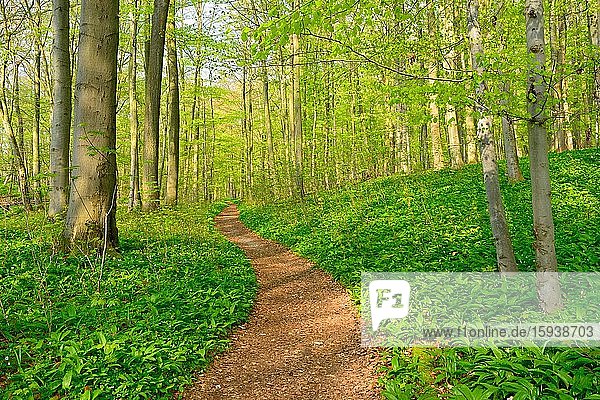Wanderweg durch naturnahen Buchenwald im Frühling  frisches grünes Laub  Bärlauch bedeckt den Boden  UNESCO-Weltnaturerbe Buchenurwälder in den Karpaten und alte Buchenwälder in Deutschland?  Nationalpark Hainich  Thüringen  Deutsc