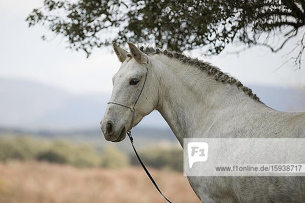 Andalusier Pferd  Schimmel  Wallach  Tierportrait seitlich  Andalusien  Spanien  Europa