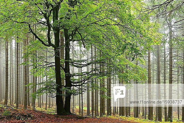 Nebliger Wald im Nationalpark Harz  vorn eine große Buche  hinten Fichten-Monokultur  bei Schierke  Sachsen-Anhalt  Deutschland  Europa