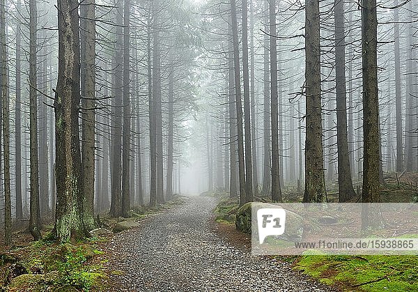 Weg durch nebligen Fichtenwald  Nationalpark Harz  bei Schierke  Sachsen-Anhalt  Deutschland  Europa