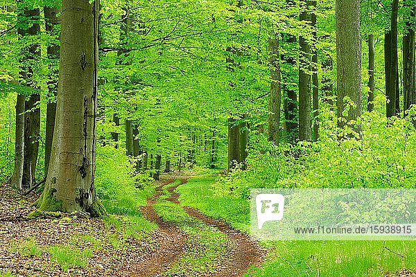 Wanderweg durch naturnahen Buchenwald im Frühling  frisches Grün  große alte Buchen  Steigerwald  Unterfranken  Bayern  Deutschland  Europa