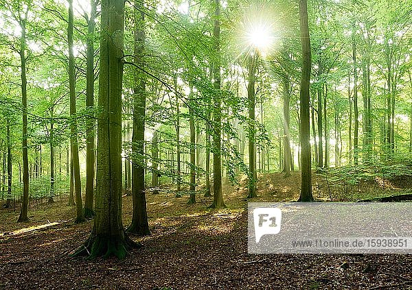 Sonnenstrahlen im naturnahen Buchenwald  Stubnitz  Nationalpark Jasmund  Insel Rügen  Mecklenburg-Vorpommern  Deutschland  Europa