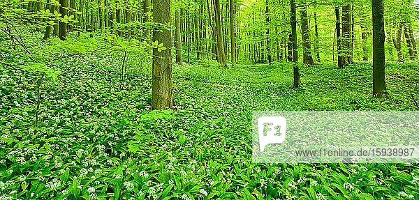 Panorama  unberührter natürlicher Buchenwald im Frühling  frisches grünes Laub  Blühender Bärlauch bedeckt den Boden  UNESCO-Weltnaturerbe Buchenurwälder in den Karpaten und alte Buchenwälder in Deutschland?  Nationalpark Hainich  Thüringen