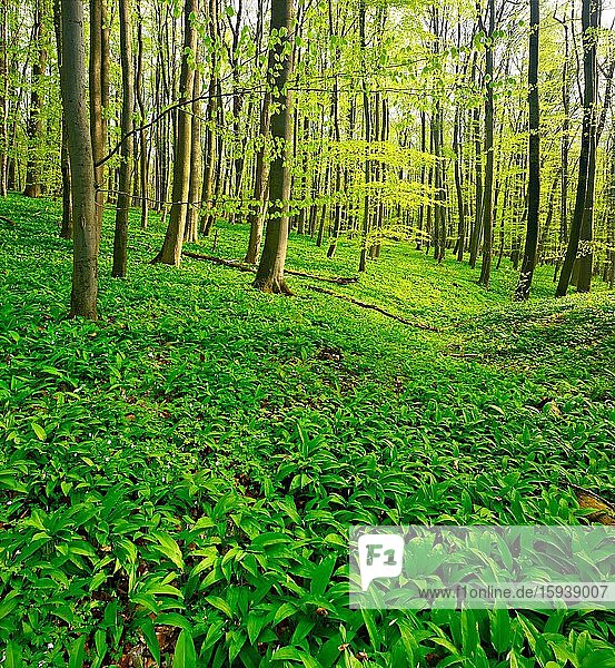 Sonniger unberührter natürlicher Buchenwald im Frühling  frisches grünes Laub  Bärlauch bedeckt den Boden  UNESCO-Weltnaturerbe Buchenurwälder in den Karpaten und alte Buchenwälder in Deutschland?  Nationalpark Hainich  Thüringen  Deutschland  Europa