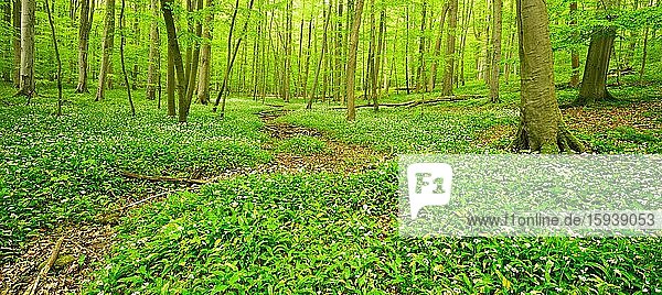 Naturnaher Laubmischwald im Frühling,  blühender Bärlauch bedeckt den Boden,  UNESCO-Weltnaturerbe Buchenurwälder in den Karpaten und alte Buchenwälder in Deutschland,  Nationalpark Hainich,  Thüringen,  Deutschland,  Europa