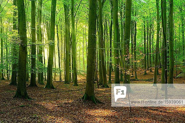 Sonniger Hallenartiger naturnaher Buchenwald  Sonne strahlt durch Nebel  Stubnitz  Nationalpark Jasmund  UNESCO-Welterbe Alte Buchenwälder  Insel Rügen  Mecklenburg-Vorpommern  Deutschland  Europa