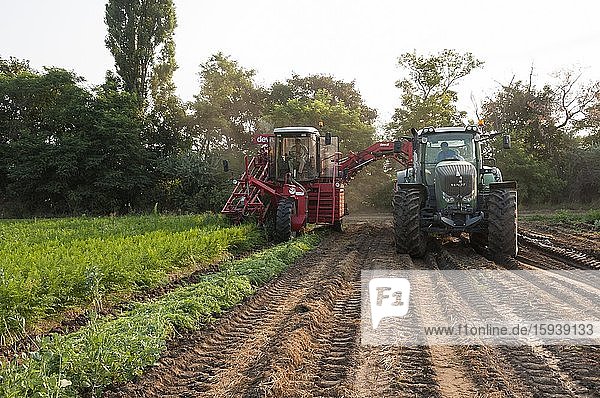 Erntemaschine für Karotten bei der Ernte am Feld  Niederösterreich  Österreich  Europa