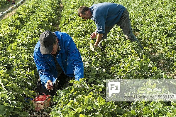 Strawberry harvest  strawberry field  workers picking strawberries  Lower Austria  Austria  Europe