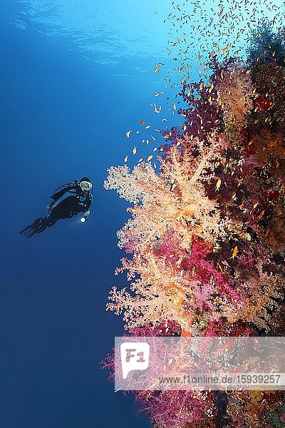 Taucher betrachtet Klunzingers Weichkorallen (Dendronephthya klunzingeri) an Korallenriff-Steilwand  Rotes Meer  Straße von Tiran  Halbinsel Sinai  Ägypten  Afrika