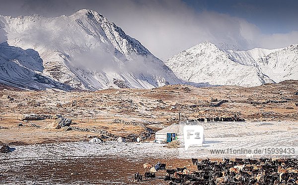 Jurte und Schafherde vor verschneitem Altaigebirge im Herbst  Provinz Bayan-Ulgii  Mongolei  Asien