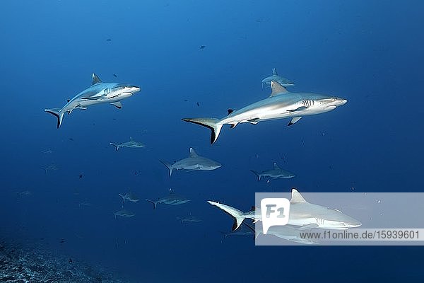 Viele Grauer Riffhai (Carcharhinus amblyrhynchos)  offenes Meer  Indischer Ozean  Malediven  Asien