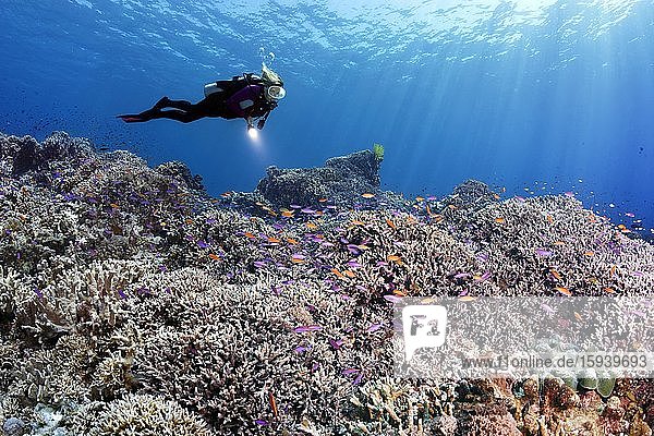 Taucher schwimmt über Korallenriff mit verschiedenen Steinkorallen (Hexacorallia) beobachtet Fischschwarm Purpur-Fahnenbarsche (Pseudanthias tuka)  Pazifik  Sulusee  Tubbataha Reef National Marine Park  Provinz Palawan  Philippinen  Asien