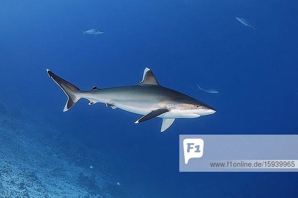 Silberspitzenhai (Carcharhinus albimarginatus)  im offenen Meer  Indischer Ozean  Malediven  Asien