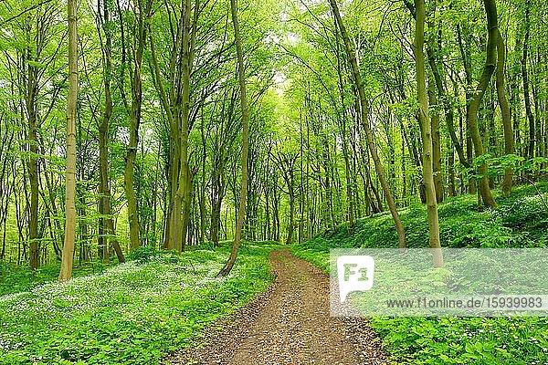 Wanderweg windet sich durch grünen Wald im Frühling  Frühblüher Bodendecker blühen  bei Bad Bibra  Burgenlandkreis  Sachsen-Anhalt  Deutschland  Europa