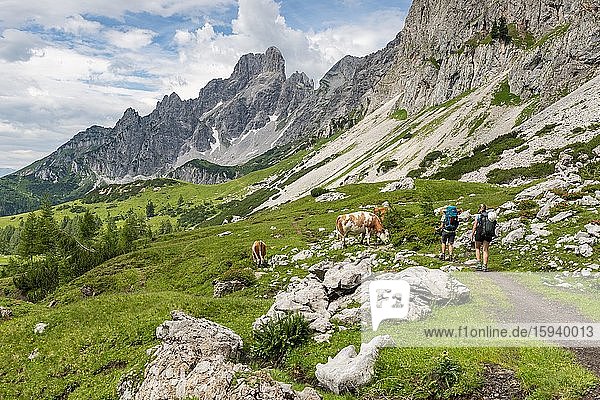 Zwei Wanderer auf Wanderweg von der Adamekhütte zur Hofpürglhütte  Kühe auf Almwiese  Ausblick auf Bergkamm mit Berggipfel Große Bischofsmütze  Salzkammergut  Oberösterreich  Österreich  Europa