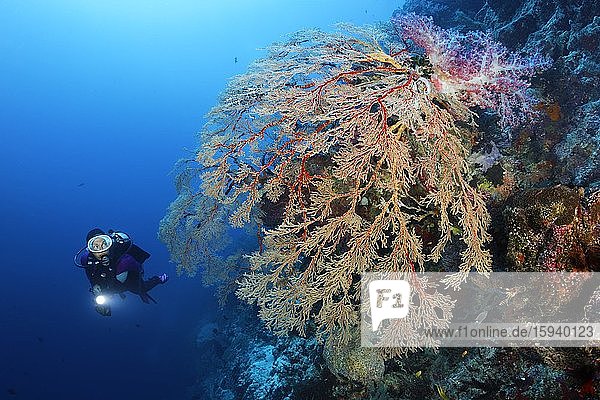 Taucher betrachtet große hängende Melithaea Gorgonie (Melithaea sp.)  an Steilwand  oben Klunzingers Weichkoralle (Dendronephthya klunzingeri)  Pazifik  Sulusee  Tubbataha Reef National Marine Park  Provinz Palawan  Philippinen  Asien