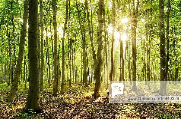 Lichtdurchfluteter Buchenwald  Sonne strahlt durch Wald  Farn bedeckt den Waldboden  bei Naumburg  Burgenlandkreis  Sachsen-Anhalt  Deutschland  Europa