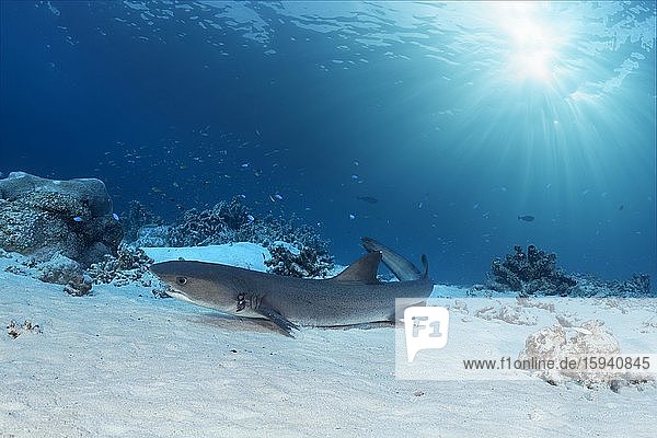 Whitetip reef shark (Triaenodon obesus) starts from sandy bottom  sunlight  Pacific Ocean  Sulu Lake  Tubbataha Reef National Marine Park  Palawan Province  Philippines  Asia