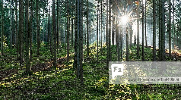 Lichtdurchfluteter Fichtenwald  Sonne strahlt  Thüringer Schiefergebirge  bei Ziegenrück  Thüringen  Deutschland  Europa