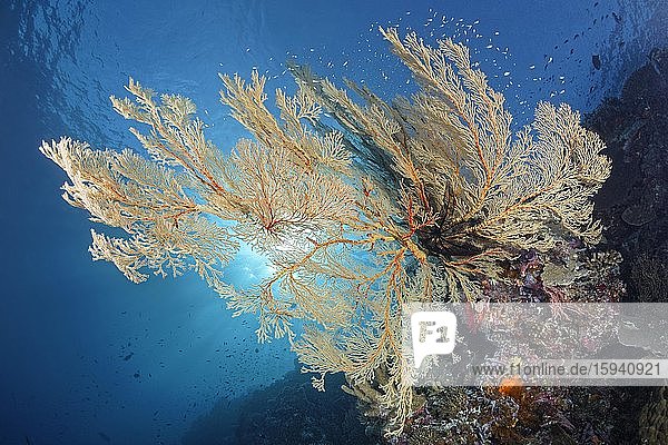 Riffabfall mit großen Melithaea Gorgonien (Melithaea sp.)  Sonnenlicht  Pazifik  Sulusee  Tubbataha Reef National Marine Park  Provinz Palawan  Philippinen  Asien