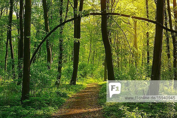 Wanderweg durch sonnigen Wald im Frühling  Sonne strahlt durchs Laub  bei Freyburg  Burgenlandkreis  Sachsen-Anhalt  Deutschland  Europa