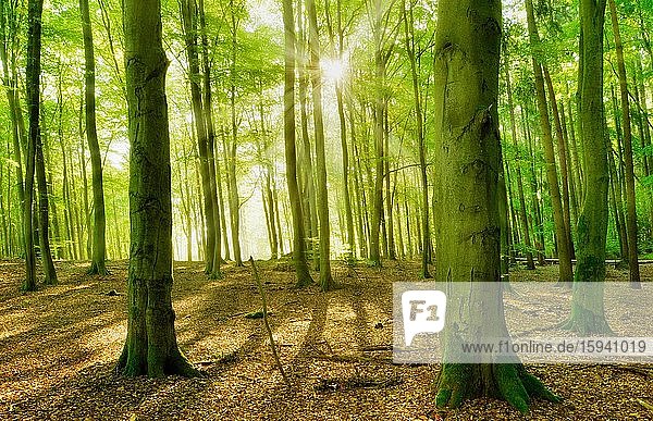 Unberührter lichtdurchfluteter Buchenwald  Sonne strahlt durch Wald  UNESCO-Welterbe Alte Buchenwälder  Teilgebiet Serrahn im Müritz-Nationalpark  Mecklenburg-Vorpommern  Deutschland  Europa