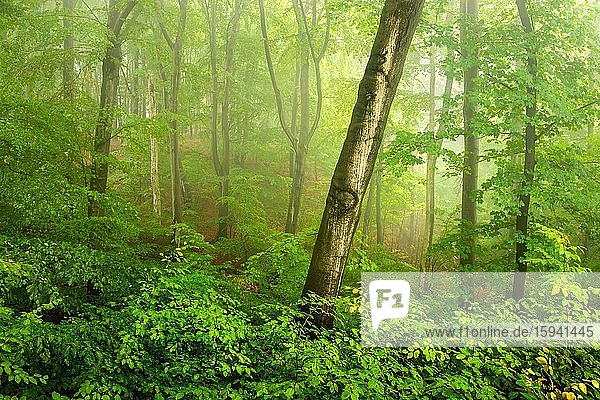 Naturnaher Laubmischwald mit großen alten Buchen im Nebel  bei Naumburg  Burgenlandkreis  Sachsen-Anhalt  Deutschland  Europa