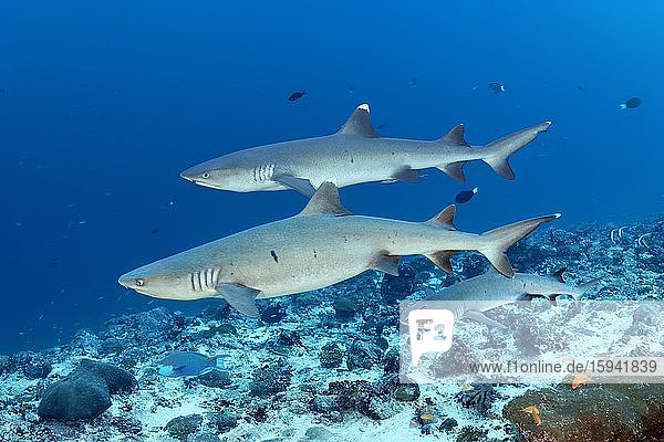 Three Whitetip reef sharks (Triaenodon obesus)  Indian Ocean  Maldives  Asia