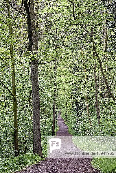 Wanderweg führt durch einen Laubwald im Frühling  Nordrhein-Westfalen  Deutschland  Europa