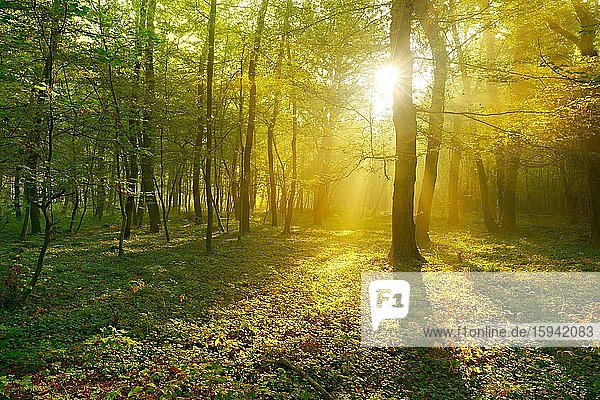 Lichtdurchfluteter Laubwald aus Eichen und Buchen am frühen Morgen  Sonne strahlt durch Nebel  bei Freyburg  Burgenlandkreis  Sachsen-Anhalt  Deutschland  Europa