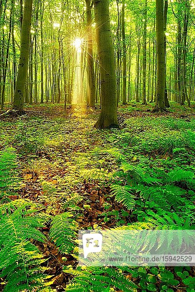 Lichtdurchfluteter Buchenwald  Sonne strahlt durch Wald  Farn bedeckt den Waldboden  bei Naumburg  Burgenlandkreis  Sachsen-Anhalt  Deutschland  Europa