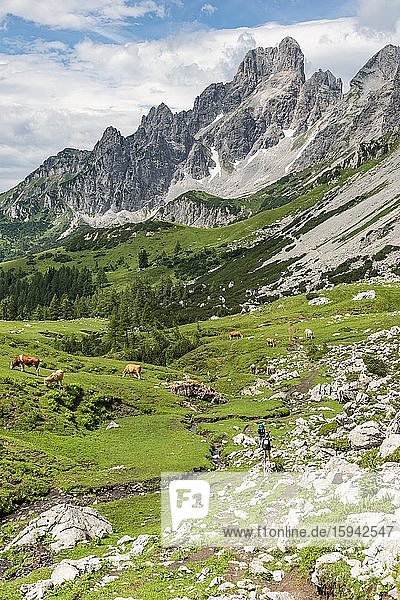 Hiker on marked hiking trail from Adamekhütte to Hofpürglhütte  cows on alpine meadow  view of mountain ridge with mountain peak Große Bischofsmütze  Salzkammergut  Upper Austria  Austria  Europe