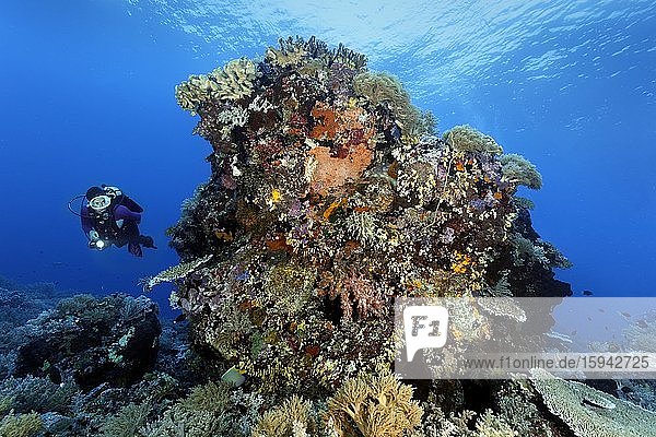 Taucher betrachtet Unterwasserlandschaft  großer dicht bewachsener Korallenblock Pazifik  Sulusee  Tubbataha Reef National Marine Park  Provinz Palawan  Philippinen  Asien