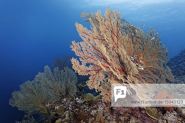 Riffabfall mit großen Melithaea Gorgonien (Melithaea sp.)  Pazifik  Sulusee  Tubbataha Reef National Marine Park  Provinz Palawan  Philippinen  Asien