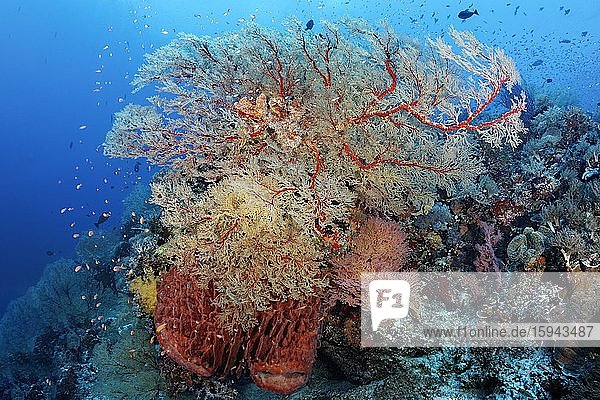 Korallenriff  Melithaea Gorgonie (Melithaea sp.)  Großer Vasenschwamm (Xestospongia testudinaria)  Pazifik  Sulusee  Tubbataha Reef National Marine Park  Provinz Palawan  Philippinen  Asien
