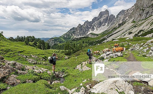 Zwei Wanderer auf markiertem Wanderweg von der Adamekhütte zur Hofpürglhütte  Kühe auf Almwiese  Ausblick auf Bergkamm mit Berggipfel Große Bischofsmütze  Salzkammergut  Oberösterreich  Österreich  Europa