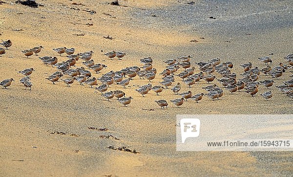 Schwarm von Knutts (Calidris canutus) auf einer Sandbank  Island  Europa