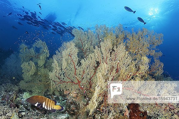Korallenriff mit große Melthaea Gorgonie (Melithaea sp.)  Pfauen-Zackenbarsch (Cephalopholus argus)  Gegenlicht  Pazifik  Sulusee  Tubbataha Reef National Marine Park  Provinz Palawan  Philippinen  Asien