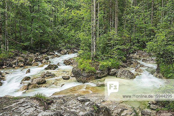 Gebirgsbach Ramsauer Ache im Zauberwald  Nationalpark Berchtesgaden  Ramsau  Berchtesgadener Land  Oberbayern  Bayern  Deutschland  Europa